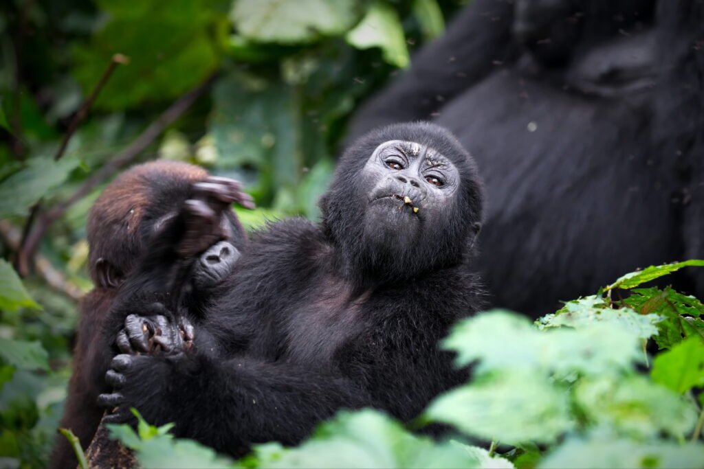 3 DAYS SAFARI TO GORILLAS