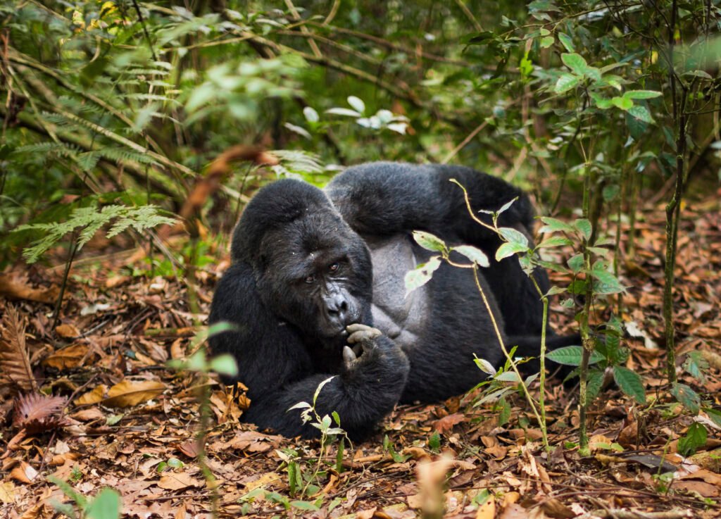 5 DAYS WILDLIFE SIGHTING TOUR