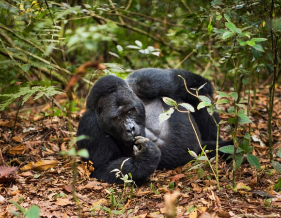 5 DAYS WILDLIFE SIGHTING TOUR
