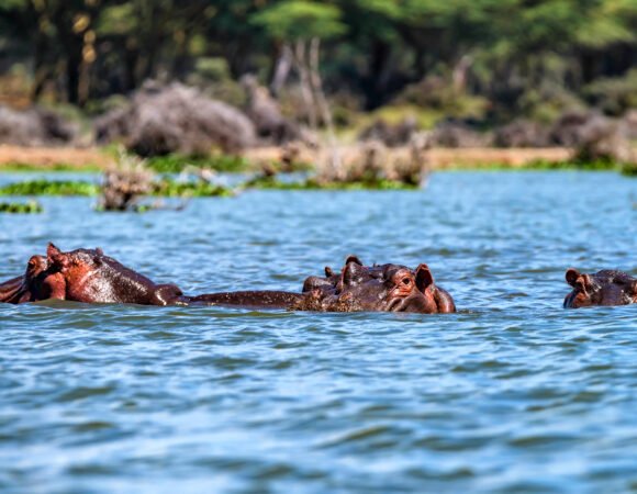 7 days short vacation package – safari and gorilla trekking