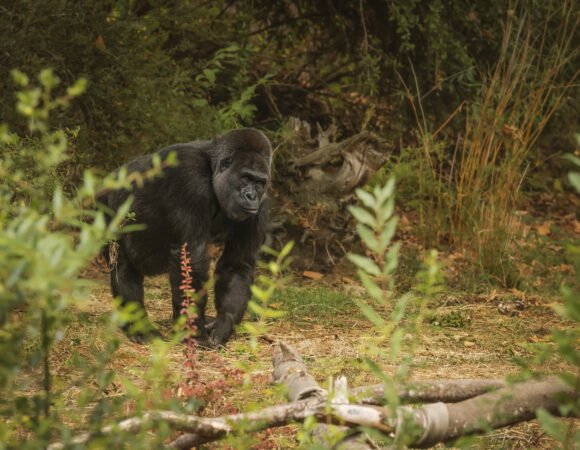3 Days of gorilla trekking in Mgahinga National Park.