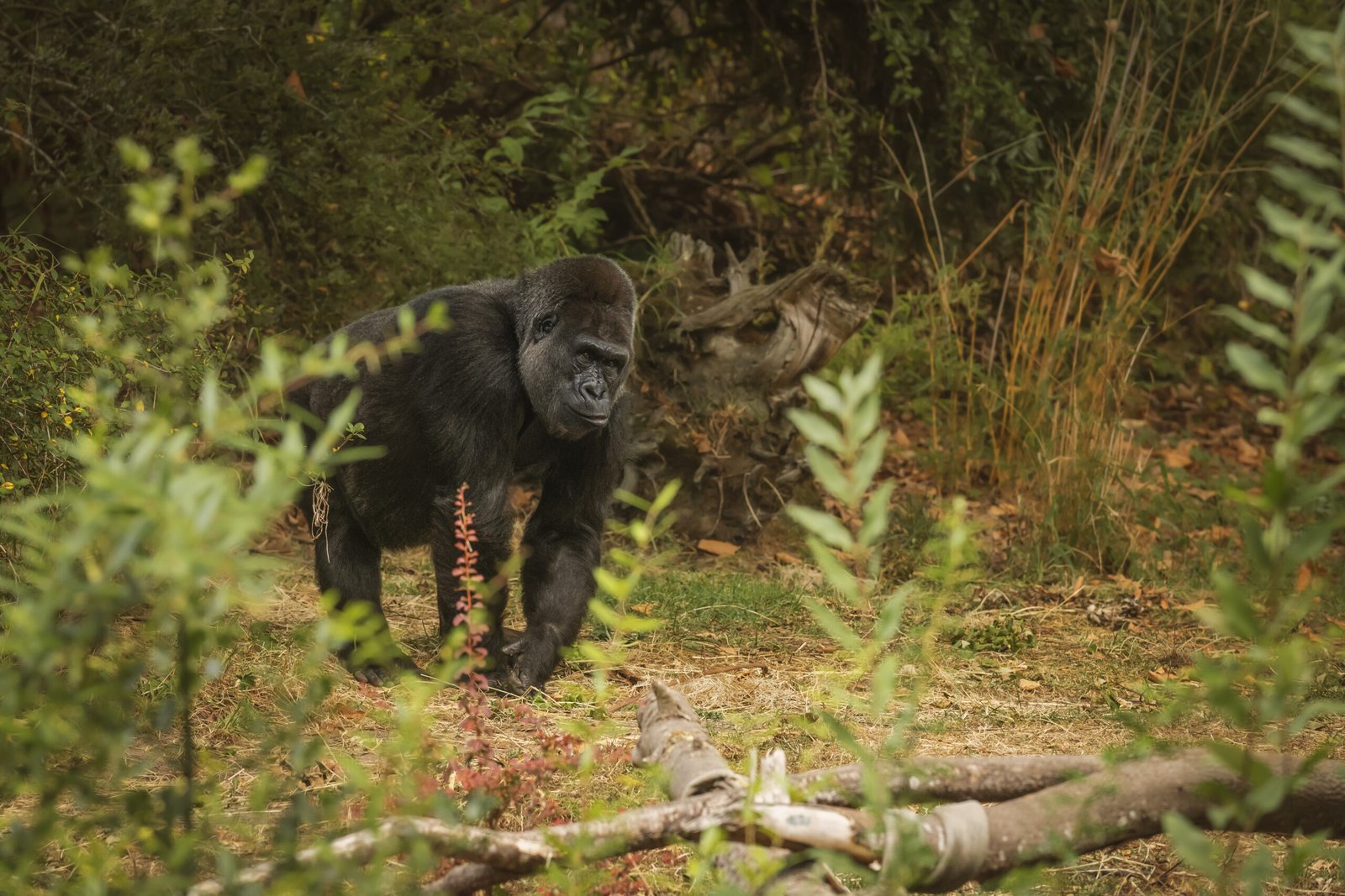3 Days of gorilla trekking in Mgahinga National Park.