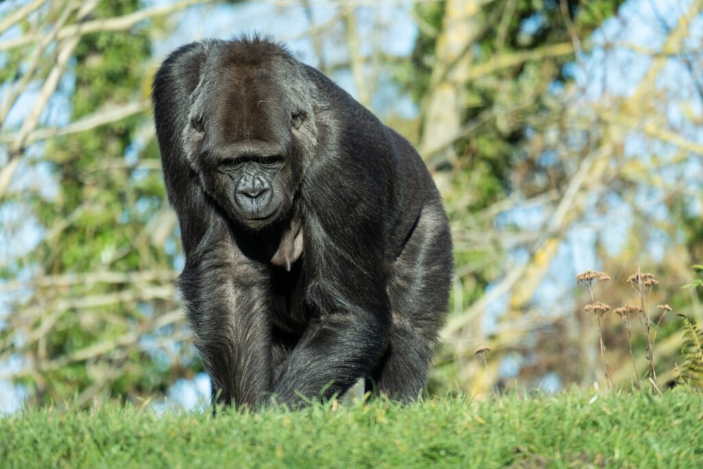 05 Days Chimpanzees and Gorilla trekking