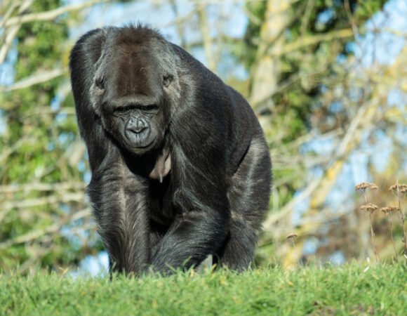 05 Days Chimpanzees and Gorilla trekking