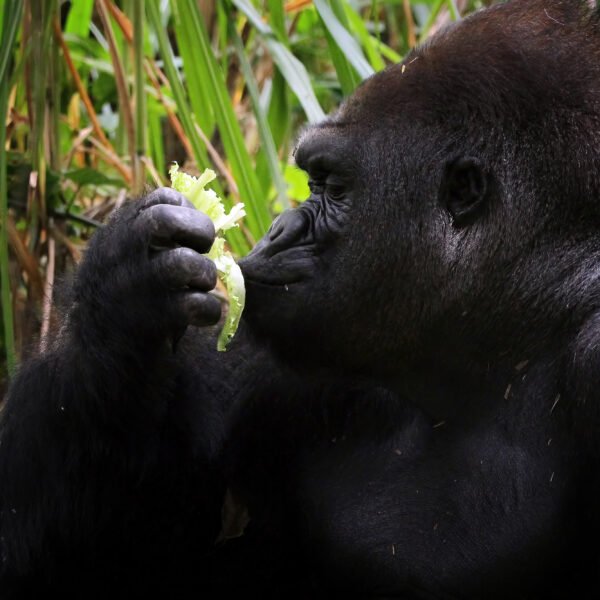 12 days gorilla and Rwenzori trip