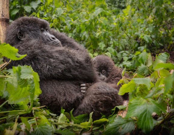 05 Days Murchison Falls and Bwindi Gorilla Trekking Safari